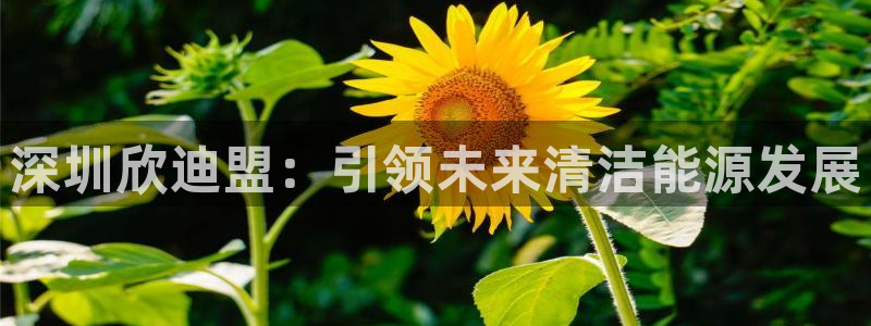 sunbet中文