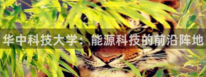 sunbet苹果app